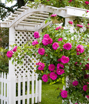 Garden arbor & fence design